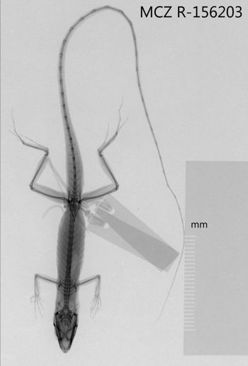 Media type: image;   Herpetology R-156203 Aspect: dorsoventral x-ray